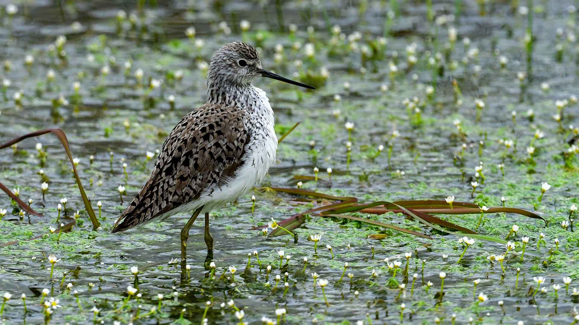 Marsh Sandpiper